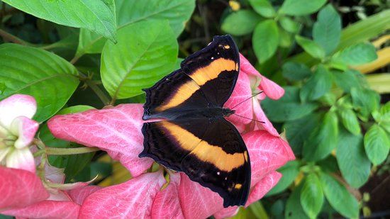Butterfly Paradise